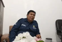 Luas Tanam Padi Ende Turun akibat Serangan Hama Tikus