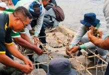 Kemenag Flores Timur Tanam 450 Fragmen Karang di Pantai Batumea