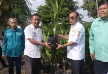 Program Sejuta Kelapa Genjah Entok Dorong Tingkatkan Kesejahteraan Masyarakat