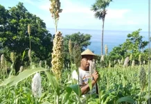 Sorgum Jadi Andalan Komunitas Gebetan Kembangkan Lahan Kering Berkelanjutan