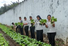 Rutan Bajawa Panen Pakcoi, Bekali Warga Binaan Keterampilan Bertani