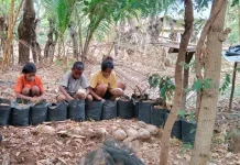 Penyuluh Agama Katolik Ajak Anak Cintai Lingkungan Lewat Pembibitan Kelapa