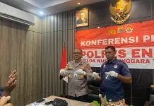 Satresnarkoba Polres Ende Bongkar Jaringan Ganja, Tiga Tersangka Ditahan