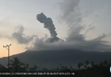Gunung Lewotobi Laki-laki Erupsi, Kolom Abu Mencapai 1.200 Meter