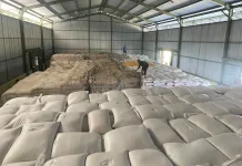 Bantu Petani, BULOG NTT Serap 2.330 Ton Jagung untuk Pakan Ternak