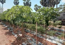 BUMDes Waiara Kembangkan Hortikultura untuk Ketahanan Pangan