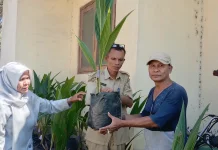 Bibit Kelapa Genjah Dorong Kemandirian Petani Kelurahan Paupire