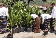 Bibit Kelapa Genjah Bersertifikat Dukung Produktivitas Petani Ende Meningkat