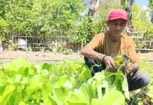 Efisiensi Anggaran Paksa Kontraktor Sikka Beralih Jadi Petani Hortikultura