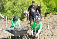 Dua Ribu Mangrove Ditanam di Pesisir Nagelewa