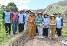 Panen Bersama Perkuat Semangat Petani Milenial Sikka Berkelanjutan