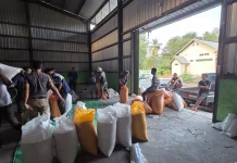 Bulog Maumere Serap Gabah Beras Jagung Sesuai HPP Pemerintah