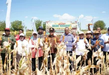 Gema Agung Dicanangkan, NTT Dorong Agribisnis Jagung dari Hulu ke Hilir