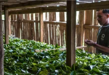 Tanaman Aromatik Buka Peluang Ekonomi Petani