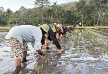 Benih Seragam Dibutuhkan Petani Waikomo untuk Tingkatkan Produksi