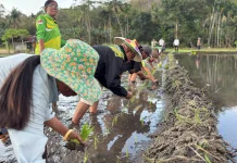 Alsintan Terbatas Hambat Pengolahan dan Pascapanen Sawah Waikomo