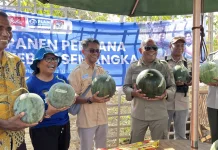 Pemuda Tani Lembata Raup Rp15 Juta dari Panen Perdana Semangka