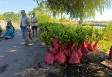 Tanam 3.000 Mangrove, PLN UIP Nusra Dorong Ekowisata Padak Puar Lombok