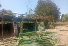 Dari Kayu dan Daun Gebang, Warga Kampung Baru Bangun Sekolah Darurat Pascagempa