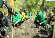 Kodim Sikka Tanam Bakau Peringati HUT TNI