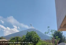 Abu Vulkanik Ile Lewotolok Ganggu Aktivitas Pertanian dan Ternak Warga Lembata