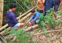 PLN Hormati Tata Adat Ngada dalam Pengembangan PLTP Mataloko