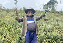 Nanas Lokal Kampung Ndole, Mbeliling Masuk Rantai Pasok Labuan Bajo