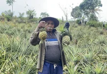 Petani Golo Damu, Mbeliling Kembangkan Nanas di Lahan Hampir 2 Hektare