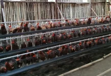 BUMDes Wolokota Prioritaskan Hasil Penjualan Telur untuk Pakan