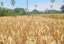 Kemarau Panjang, Petani Flotim Disarankan Beralih ke Hortikultura