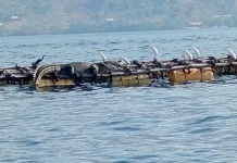 Buaya Muara Aktif di Pesisir Flores Timur, Warga Diminta Waspada