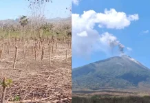 Ile Ape dan Ile Ape Timur Hadapi Dampak Ganda pada Pertanian