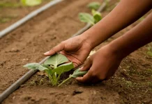 Irigasi Tetes Bantu Petani Lembata Pertahankan Tanaman di Musim Kemarau