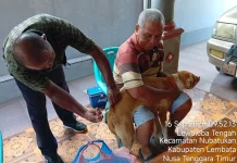 Lembata Mulai Perluas Vaksinasi Rabies untuk Anjing