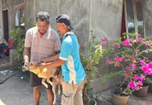 Vaksinasi Rabies di Lewoleba Baru Capai 35,8 Persen