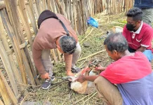 Bulan Bakti Peternakan, Lembata Sasar Peternak di Ile Ape