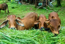 Pemkab Lembata Fokus Tingkatkan Produksi Pertanian dan Peternakan