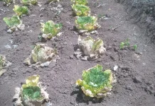 Kemarau Tekan Produktivitas Petani Sayur Wolokelo