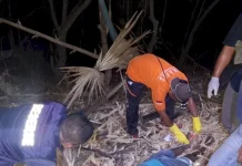 Petani Ditemukan Meninggal di Bawah Pohon Lontar