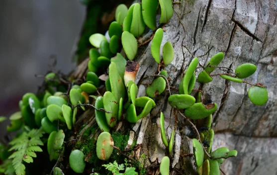 Tanaman Benalu Dimanfaatkan sebagai Obat Tradisional