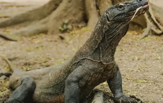 Diplomasi Hijau: Indonesia–Jepang Jalin Kerja Sama Konservasi, Komodo Dipinjamkan