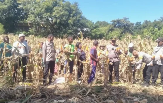 Panen Jagung Serentak Sikka Perkuat Ketahanan Pangan