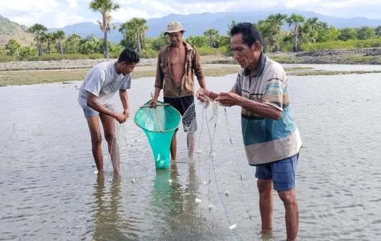 Petani Bandeng Ngada Bertahan di tengah Lonjakan Harga Pakan