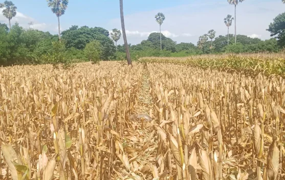 Produksi Jagung Melimpah, Flores Timur Perkuat Kemandirian Pangan