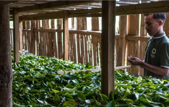 Tanaman Aromatik Buka Peluang Ekonomi Petani