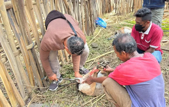 Bulan Bakti Peternakan, Lembata Sasar Peternak di Ile Ape