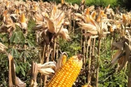 Petani Jagung Flores Timur Minta Pemda Perkuat Dukungan untuk Sektor Pertanian