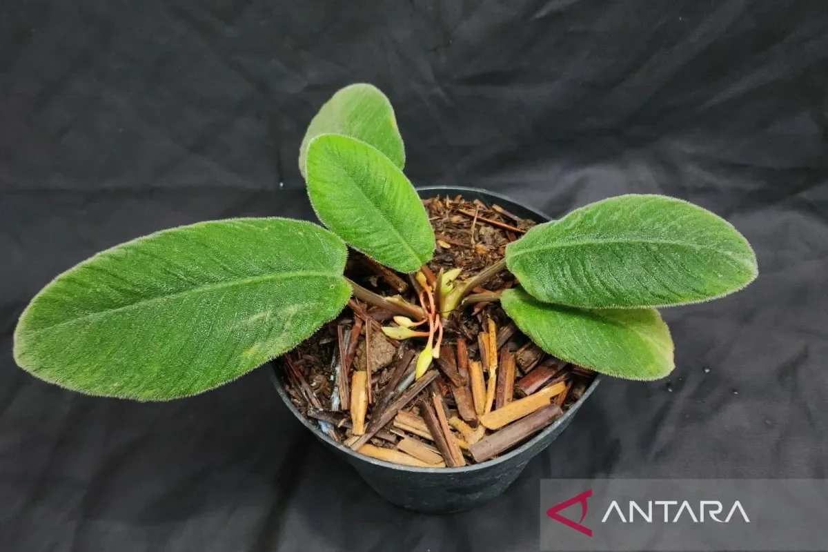 Rare "Cat-Tongue" Plant Species Discovered in North Sumatra - RRI.co.id