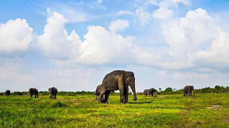 Eco-Tourism Experiences in Indonesia That Will Reconnect You with Nature