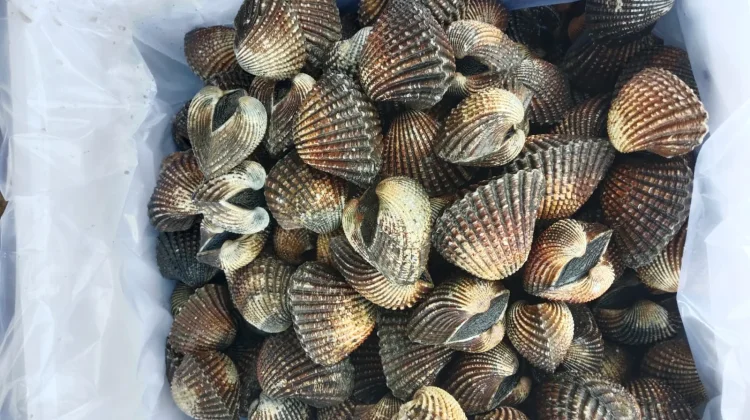 Southeast Sulawesi Clams Exported to Thai Market After Quarantine Clearance